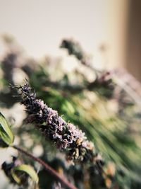 Close-up of flowering plant on field