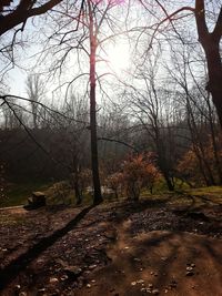 Bare trees in forest during autumn