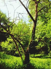 Trees in park