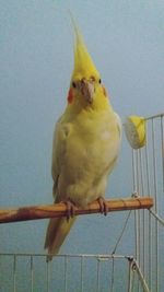Close-up of bird perching on yellow wall