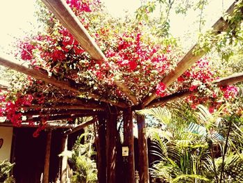 Low angle view of pink flowering tree by building