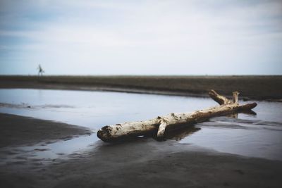 Close-up of driftwood on beach against sky