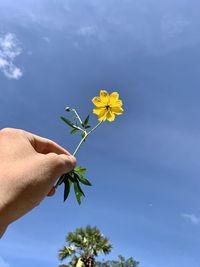 Low angle view of hand holding yellow flower against blue sky