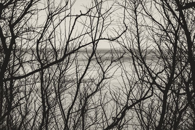 Low angle view of bare trees against sky