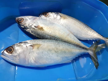 High angle view of fish in water