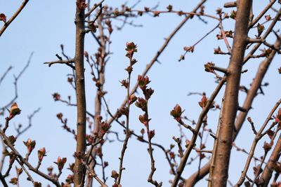 Low angle view of flowering tree against sky