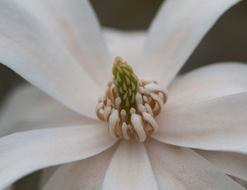 Close-up of white rose flower