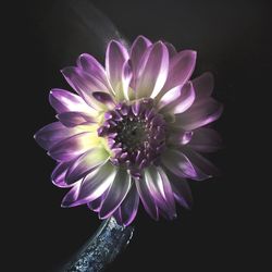 Close-up of purple flower blooming against black background