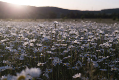 Flowering plants on field against sky