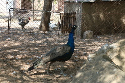 View of a bird in zoo