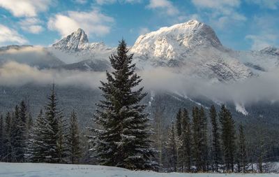 Trees against snowcapped mountains during winter