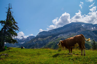 Horses in a field