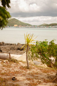 Palm trees on beach against sky