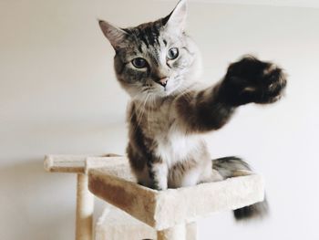 Close-up portrait of cat