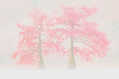 Trees in forest during winter