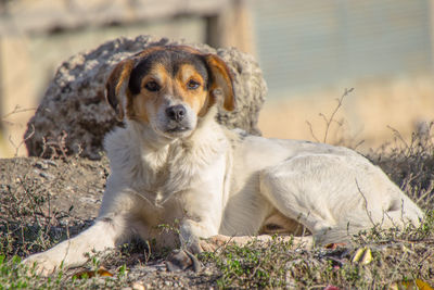 Portrait of dog sitting on field