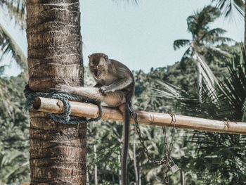 Low angle view of monkey sitting on wood