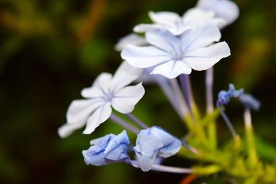 Close-up of white flowers blooming outdoors