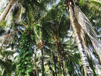 Low angle view of palm trees against sky