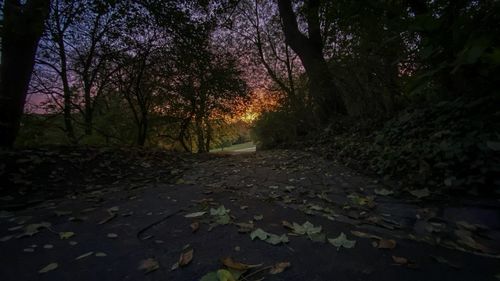 Autumn leaves on footpath in forest