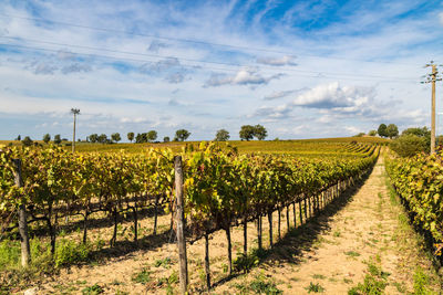 Scenic view of vineyard against sky