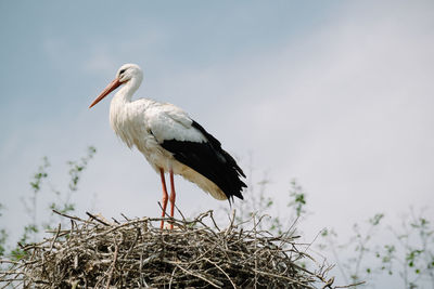 Close-up of bird against sky