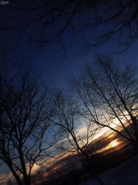 Low angle view of bare trees against sky