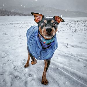 Portrait of dog on snow covered land