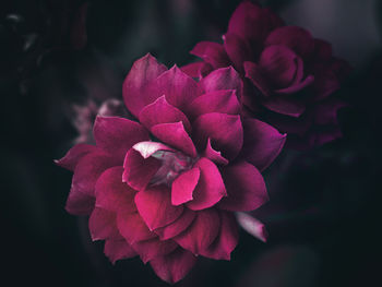 Close-up of pink rose