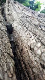 Close-up of lizard on tree