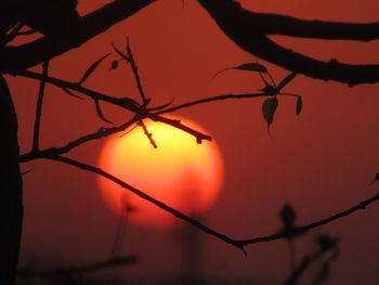 Close-up of silhouette tree against orange sky