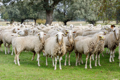 View of sheep in farm