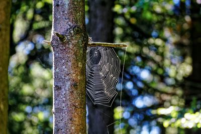 Close-up of spider web on tree trunk