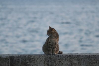 Cat sitting on retaining wall against sea