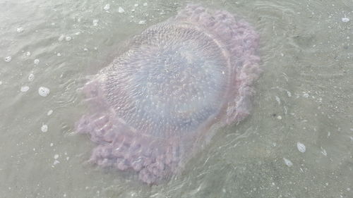 High angle view of jellyfish swimming in water