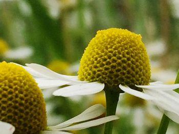 Close-up of white flower