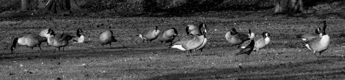 Flock of birds on field