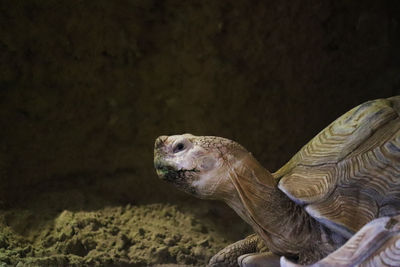 Close-up side view of a turtle