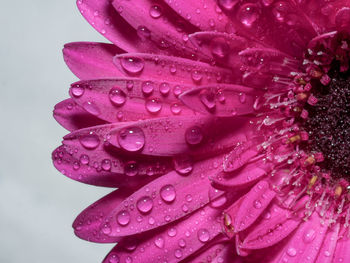 Close-up of raindrops on pink flower