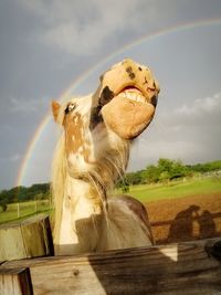 Close-up of a horse against the sky