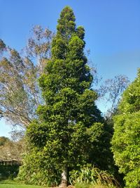 Low angle view of tree against sky