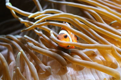 Close-up of coral in sea