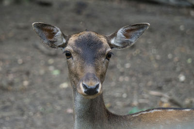 Close-up portrait of deer