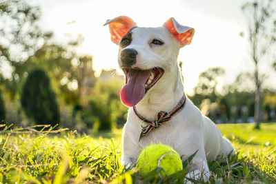 Portrait of a dog on field