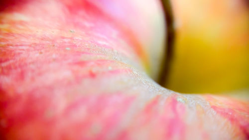 Macro shot of flower head