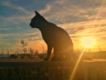 Silhouette horse on field against sky during sunset