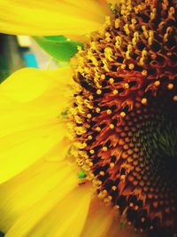 Close-up of sunflower