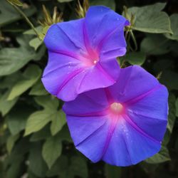 Close-up of purple flower