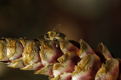 Close-up of crab