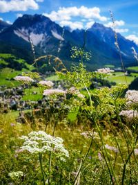 Close-up of plants growing on field